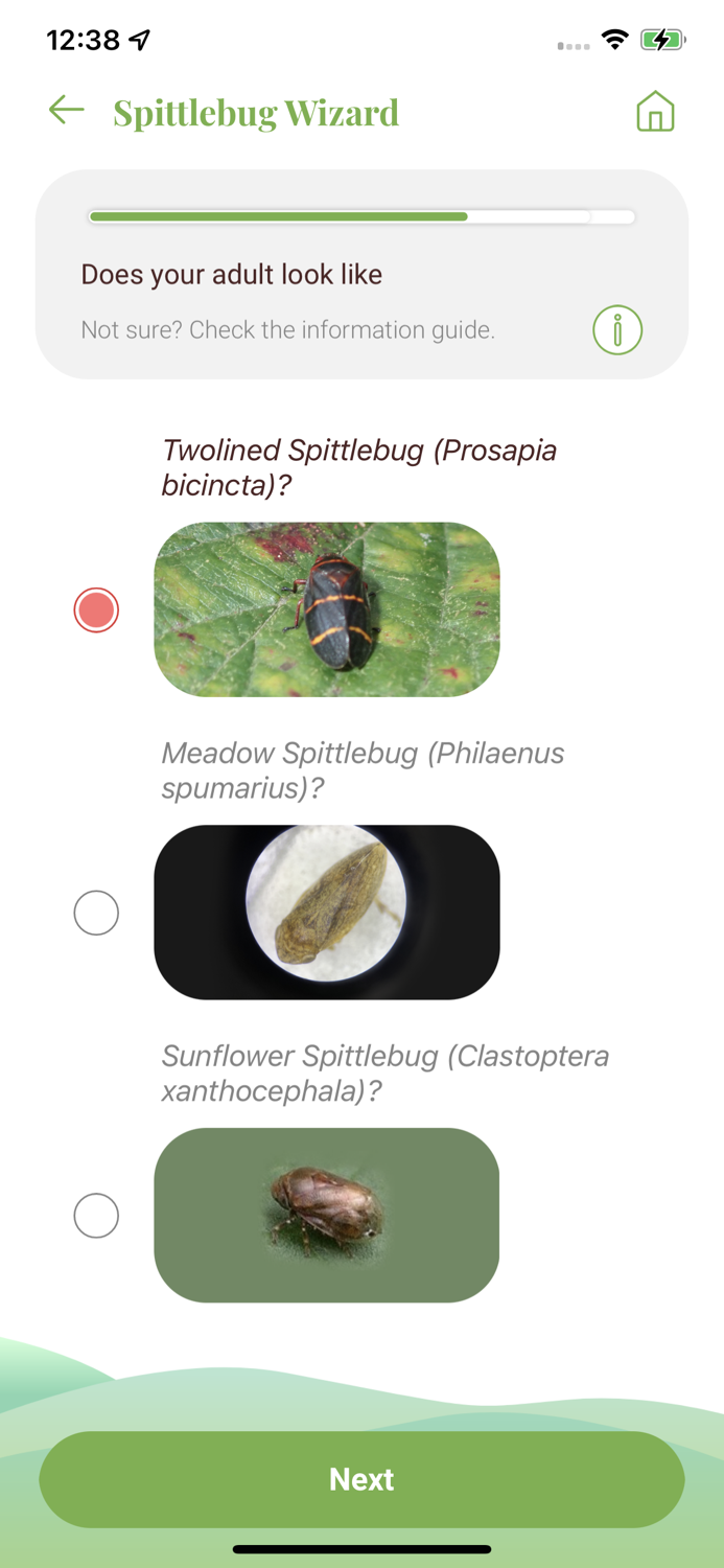 Twolined Spittlebug Tool