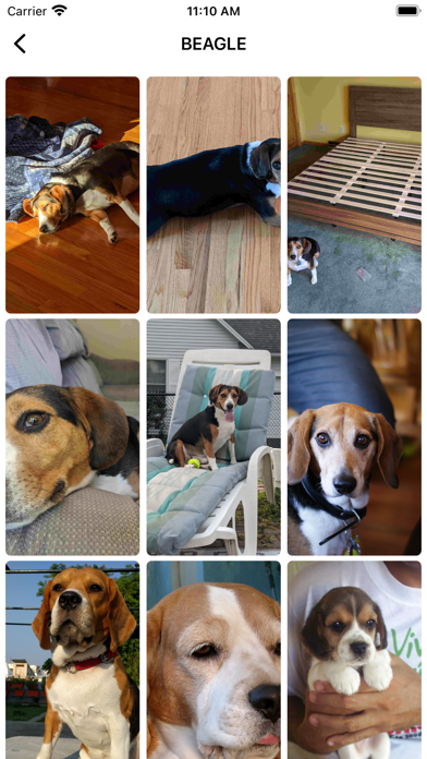 AI Human to dog Translator app Screenshot