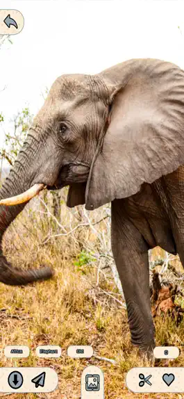 Game screenshot Животные Обои 4K hack