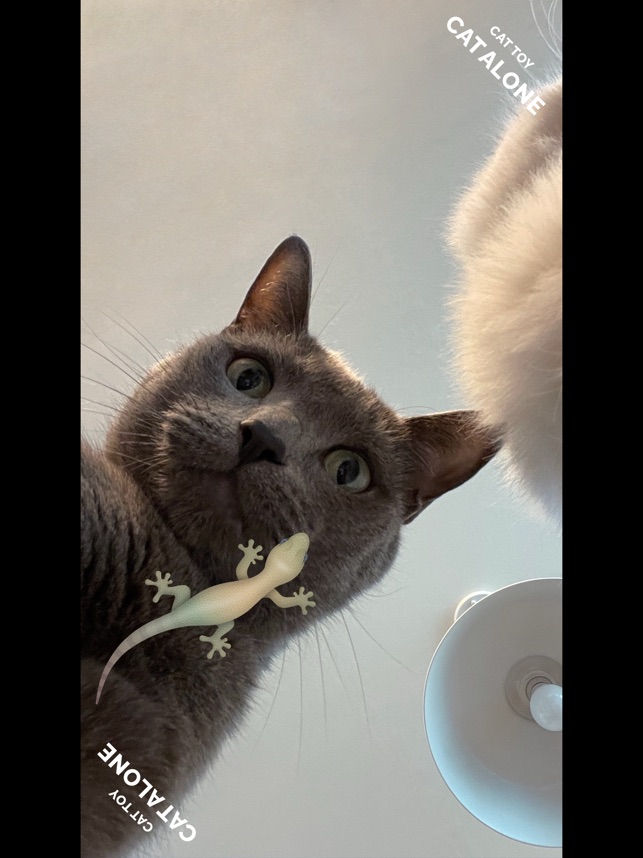 CAT ALONE - Cat Toy On The App Store