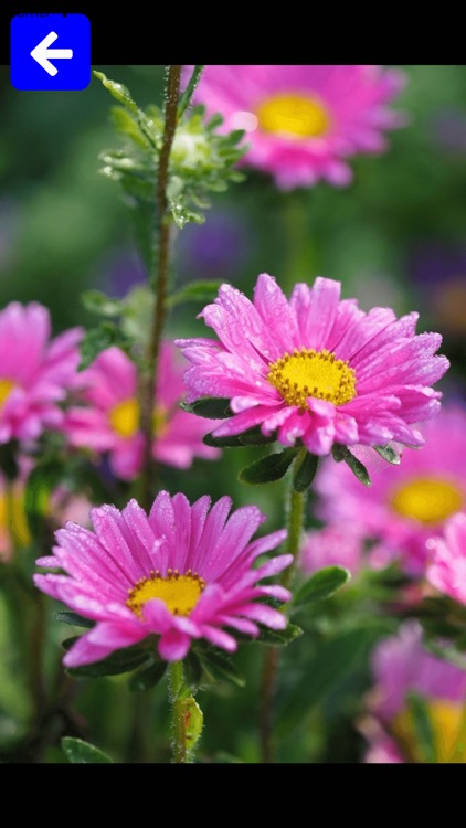 The Family App screenshot-3