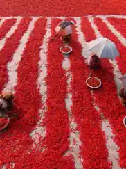 bangladesh wallpapers ipad bildschirmfoto 4