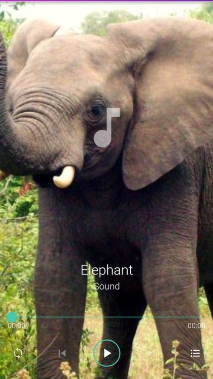 Popular Animal Sounds for Kids screenshot-4