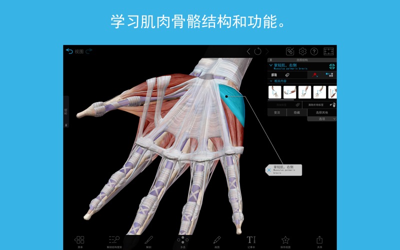 3D人体解剖学图谱