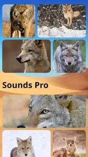 coyote sounds pro problems & solutions and troubleshooting guide - 4