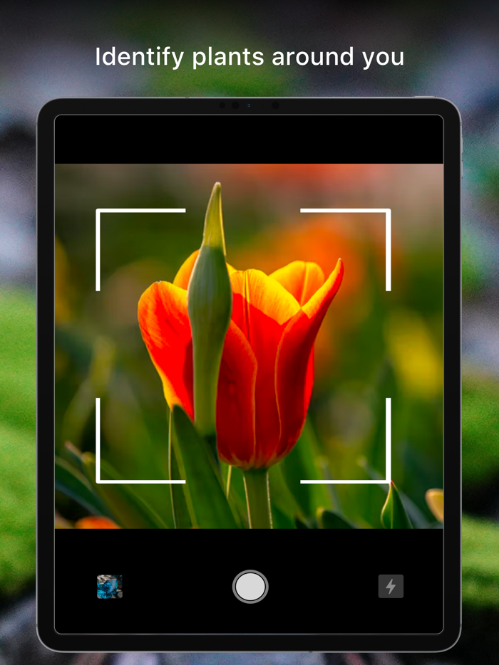 Rock Identifier Crystal Finder
