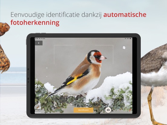 Vogels van Nederland en België iPad app afbeelding 3