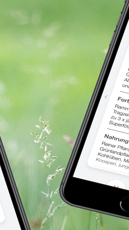 Lernkarten Jagd screenshot-3