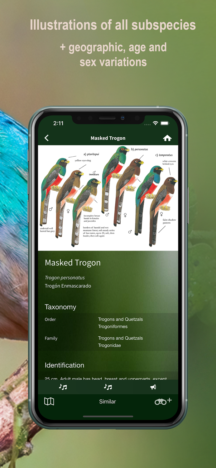 All Birds Northern Peru