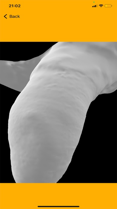 OrthoScan Screenshot