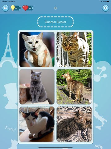 Quiz guess all cute cat breedsのおすすめ画像1