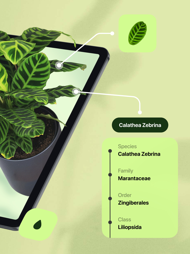 ‎Leaf Identification Screenshot