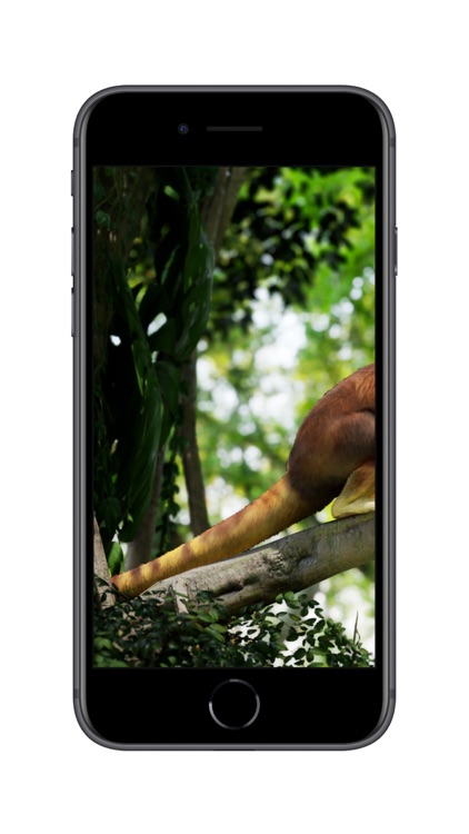 Meet a tree kangaroo