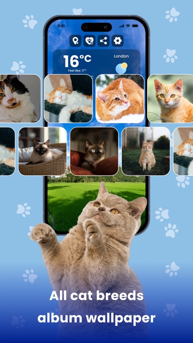 Weather Kitty - Cute Cat radar Screenshot