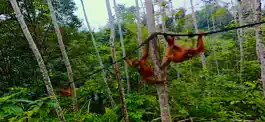 Game screenshot Virtual Reality Animals! apk