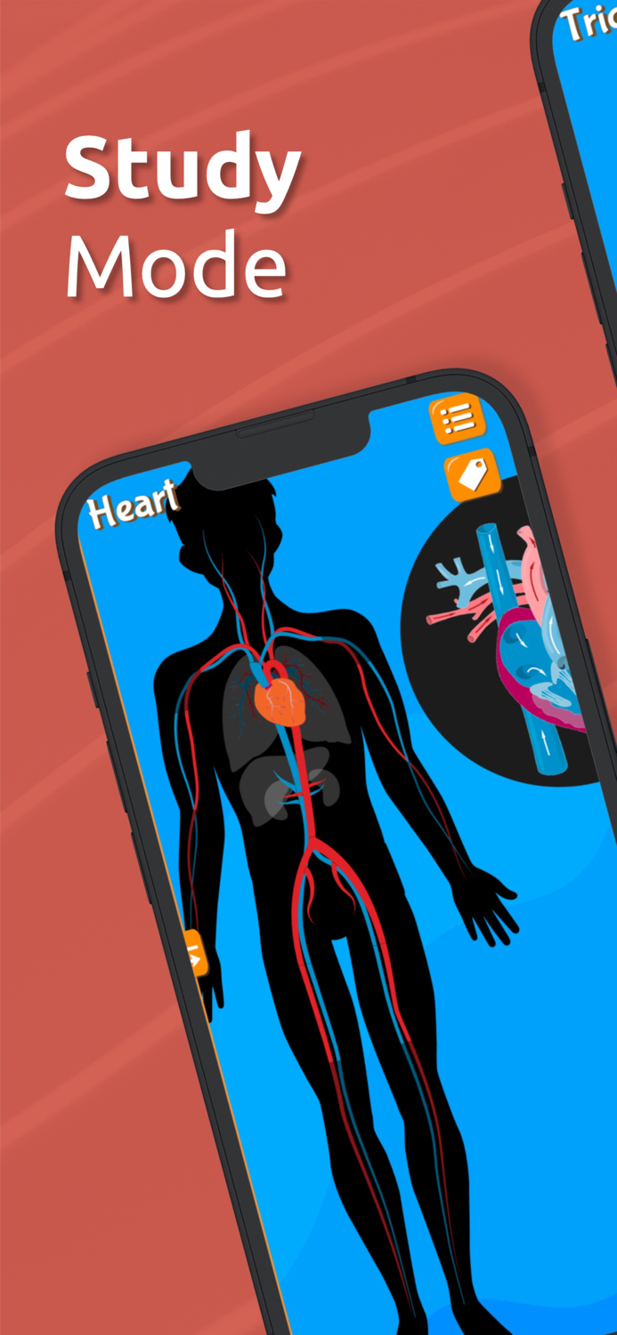 Anatomix - Human Body Game