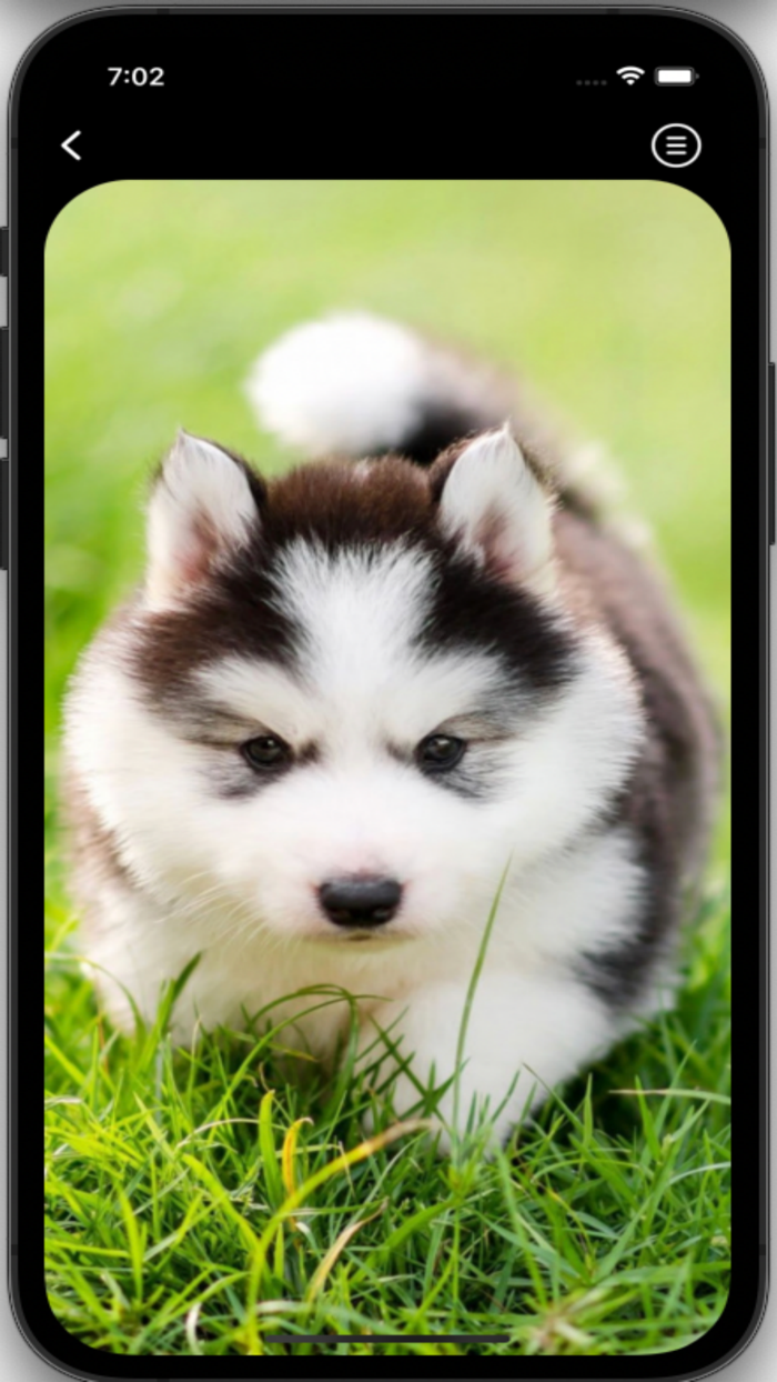 Husky Wallpapers HD Pro