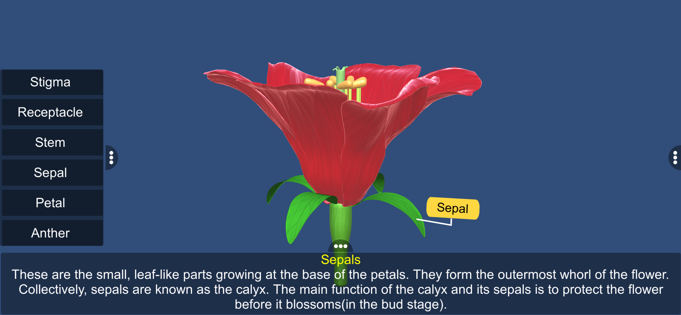 Parts of Flower