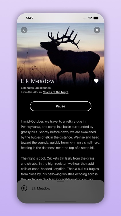 Moose Mating Call Audio: Mesmerizing Sounds of the Wild