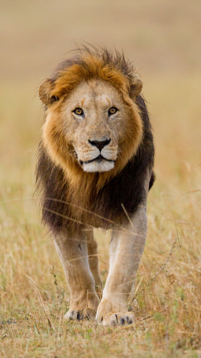 Wildlife Africa Wallpapers Screenshot