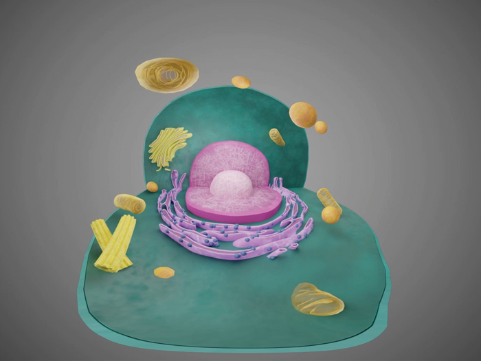 Virtual Reality Human Body