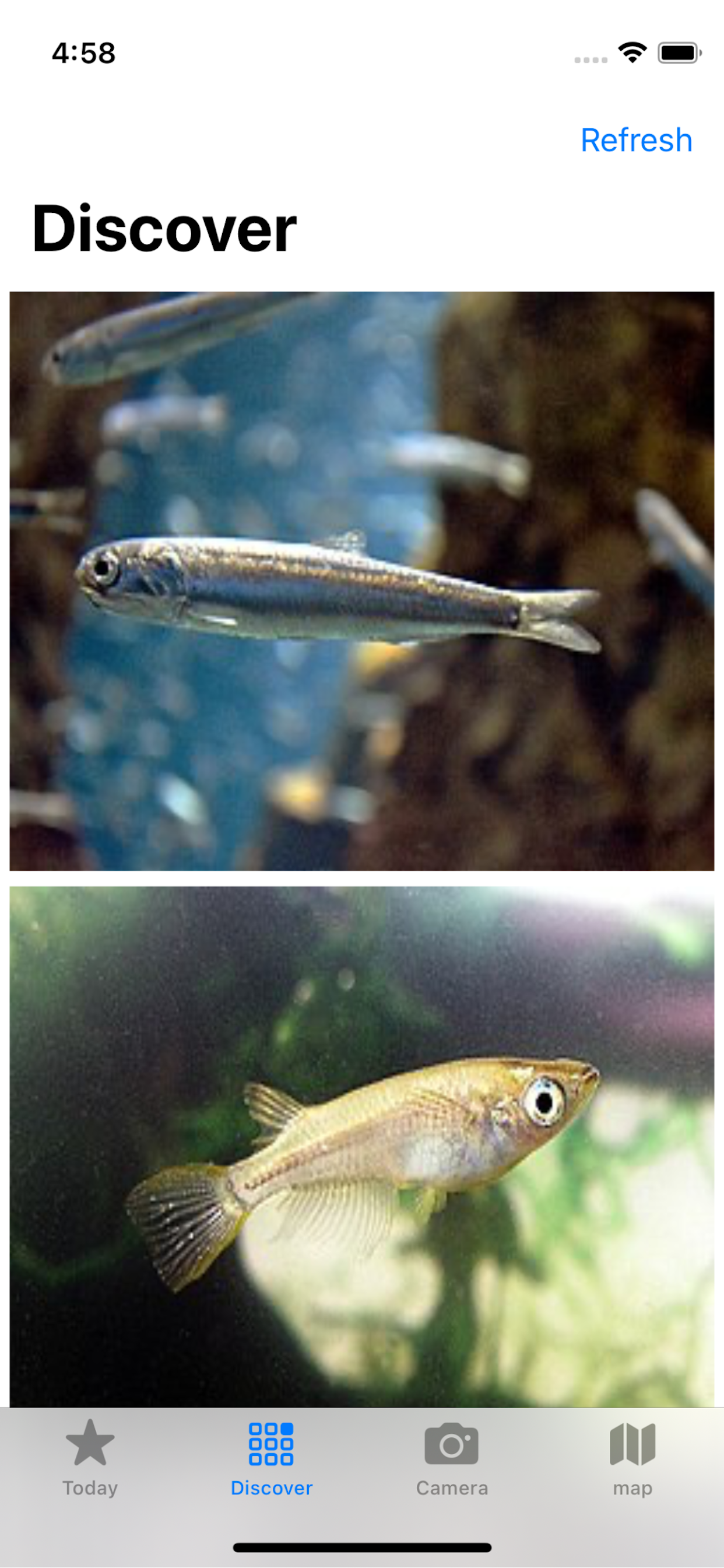 Fish edu