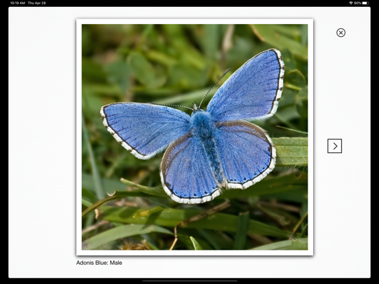 Screenshot #5 pour Butterflies & Day Moths UK
