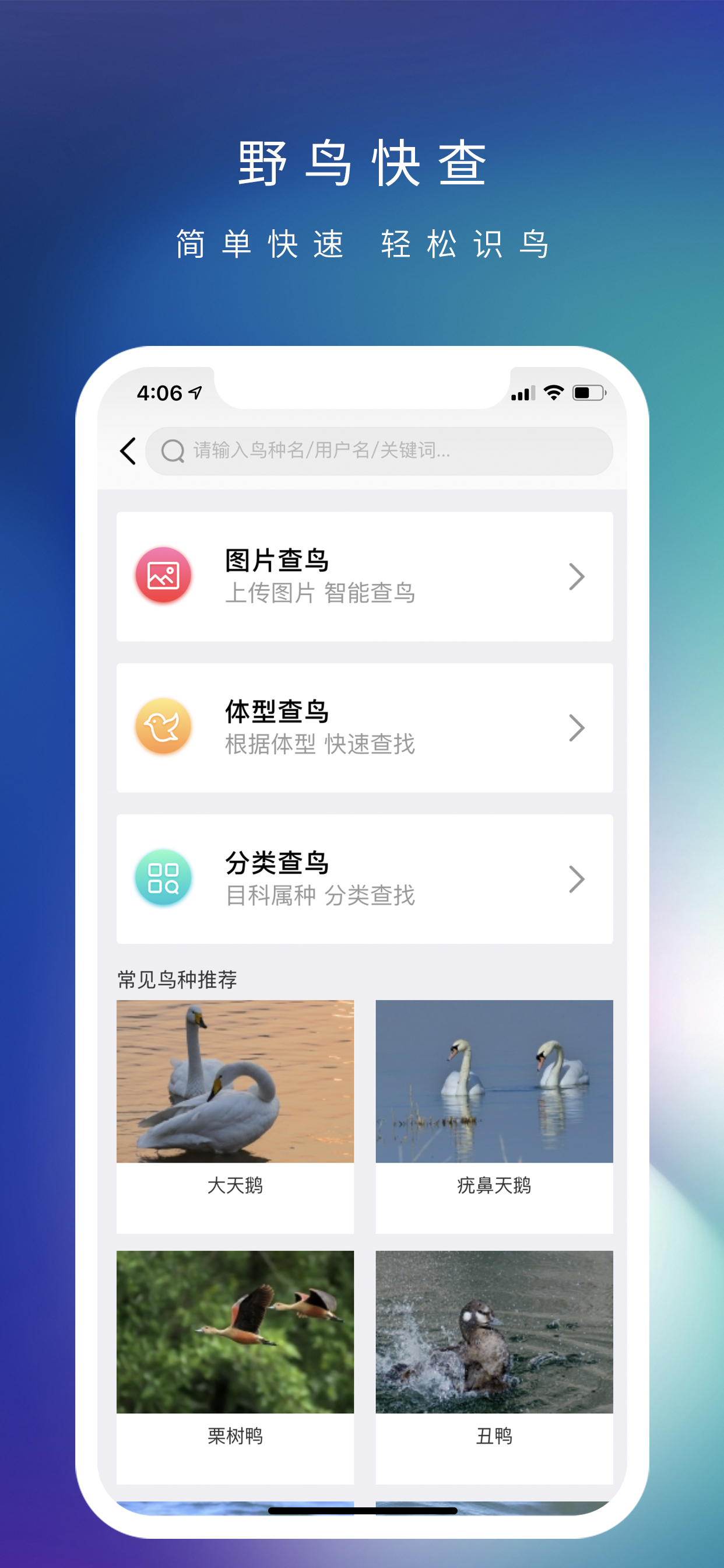 爱鸟国际