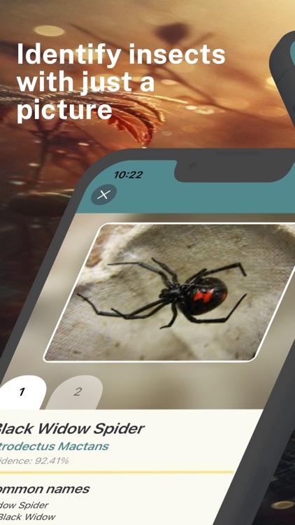 Spider Identifier App screenshot-0