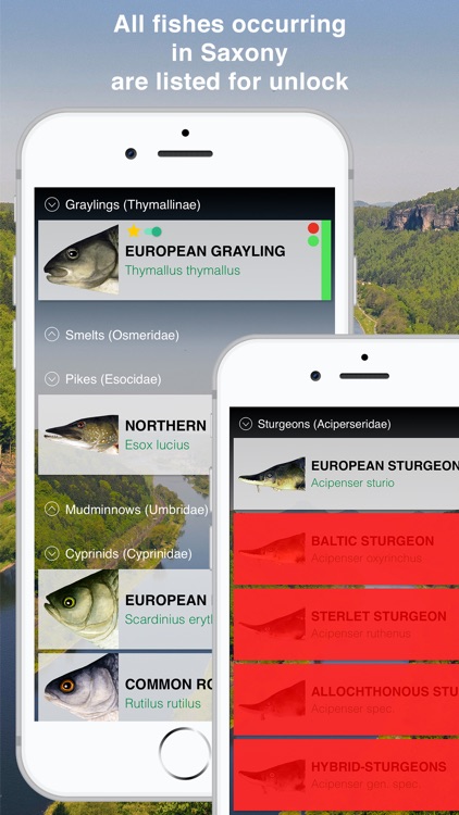 Fishguide Saxony