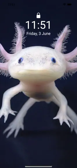 Game screenshot Cute Axolotl - Wallpapers. apk