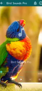 Bird Sounds Pro Plus screenshot #1 for iPhone