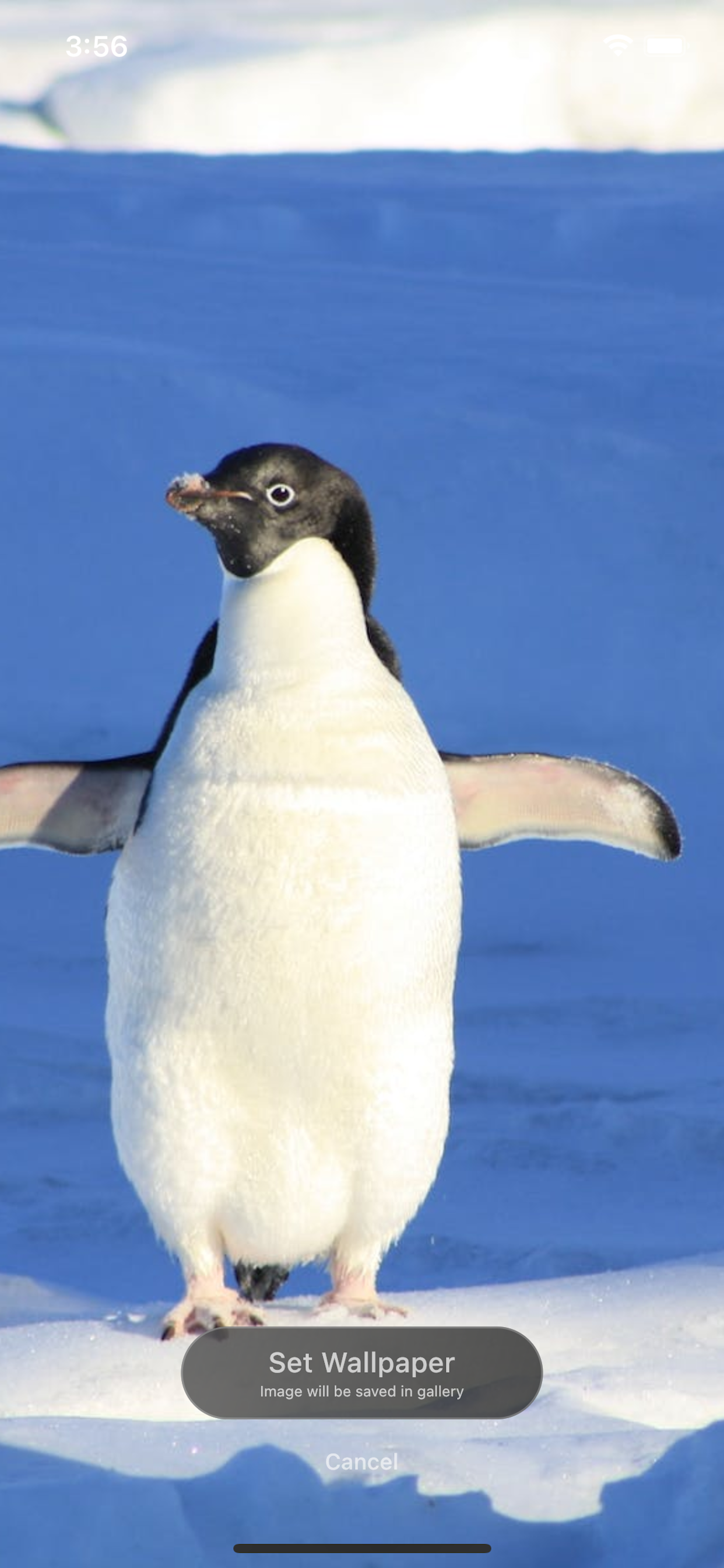 Animals UHD Wallpapers 4k 2024