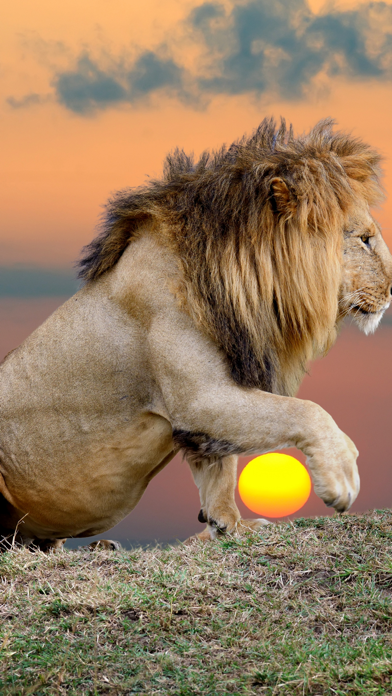 Wildlife Africa Wallpapers Screenshot