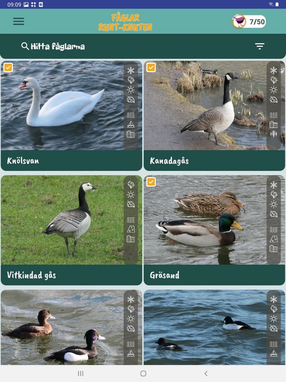 Fåglar Runt-Knuten screenshot 2