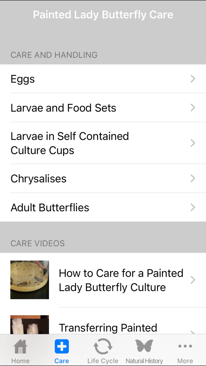 Painted Lady Butterflies Lite