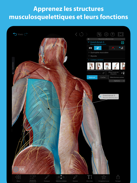 Screenshot #4 pour Muscles & Kinésiologie