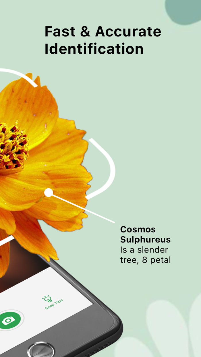 Plant Care And Identification