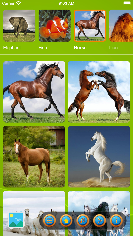 #5. Animal puzzle: kid jigsaw game (iOS) Bởi: Le Nhung