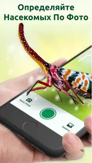 insect identifier - bug id айфон картинки 1