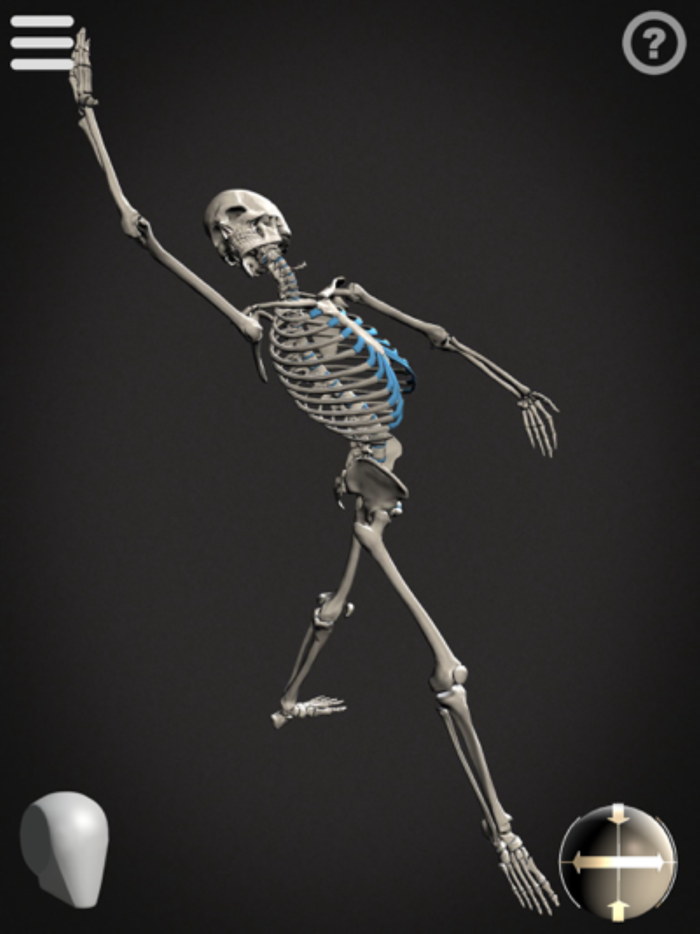 Skelly - Art Model