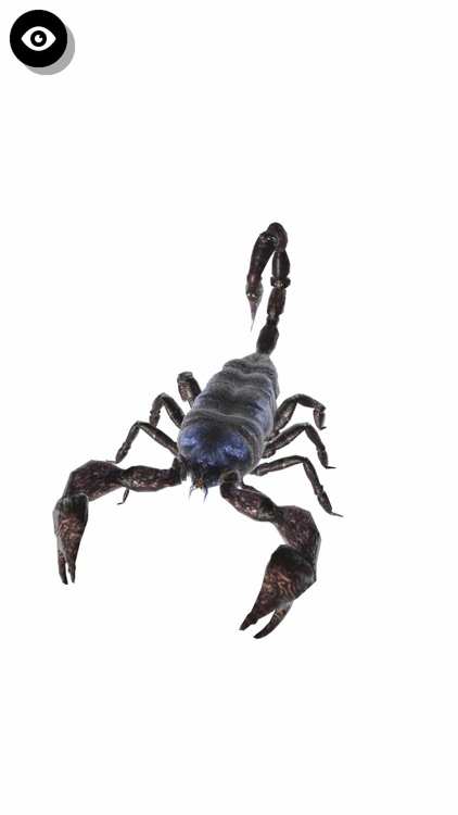 Insect 3D Reference screenshot-3