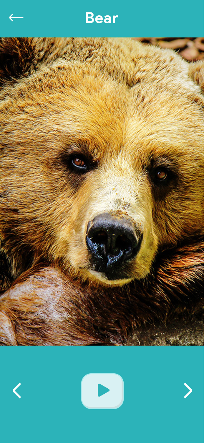 Animal Sounds Education Game