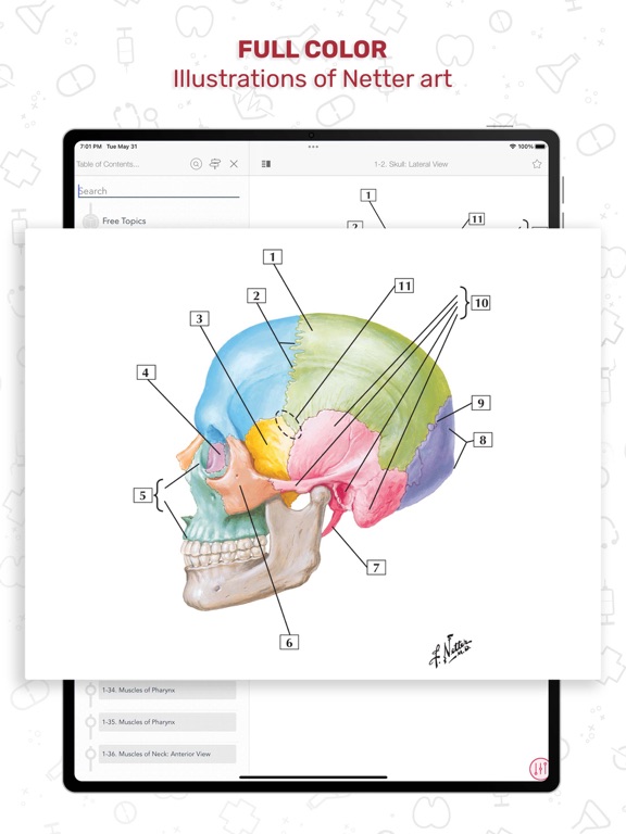 Screenshot #6 pour Netters Anatomy Flash Cards