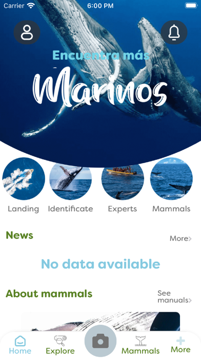 Mamíferos marinos Costa Rica Screenshot