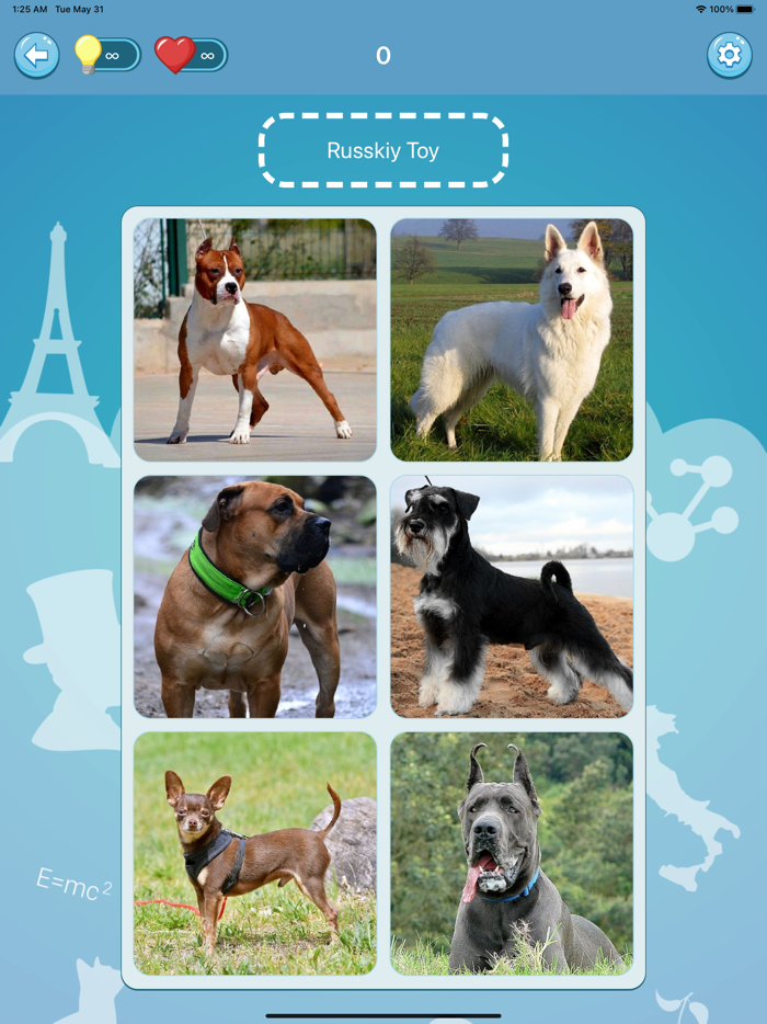 Quiz guess all cute dog breeds