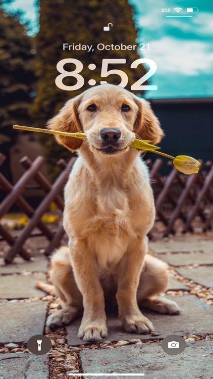 Wallpapers for 16 Lock Screen screenshot-8