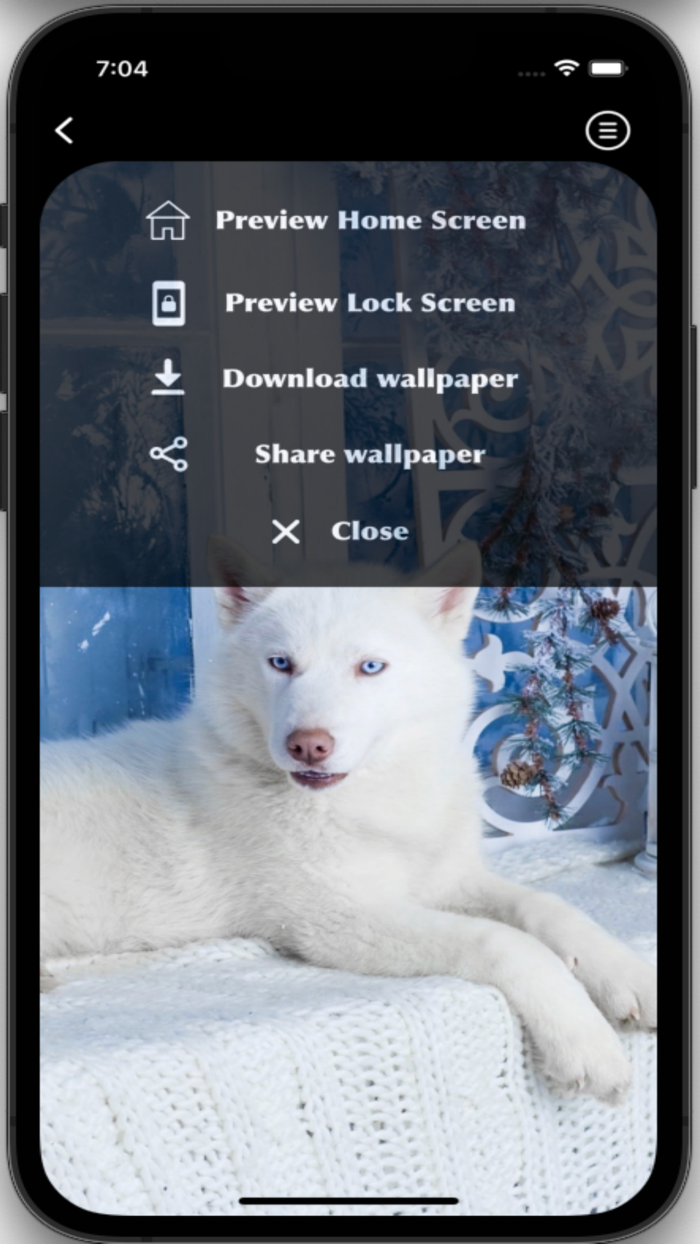 Husky Wallpapers HD Pro