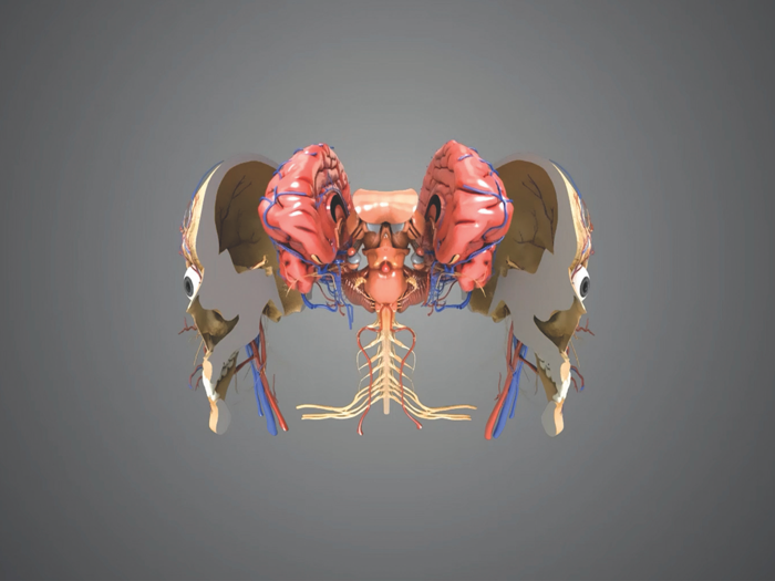 Virtual Reality Human Body