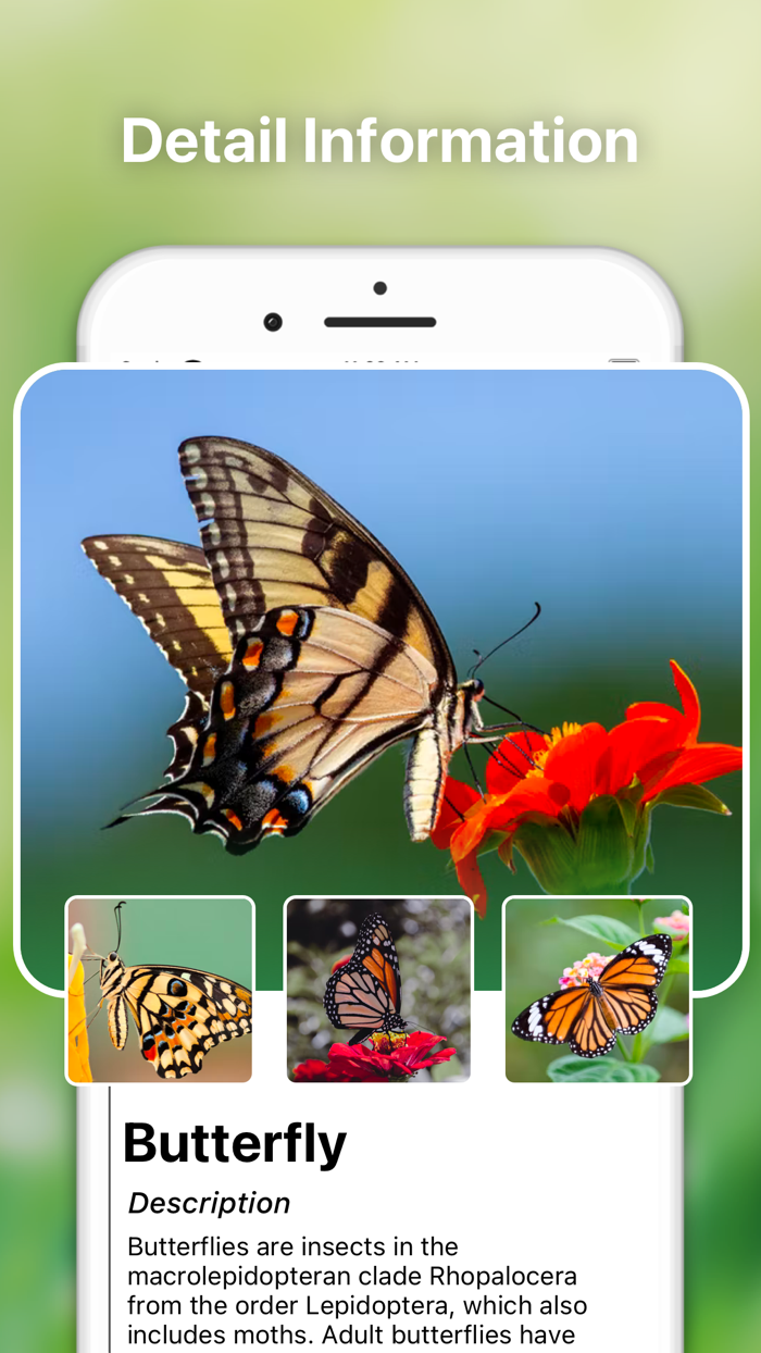 Bug Identifier Spider Insect